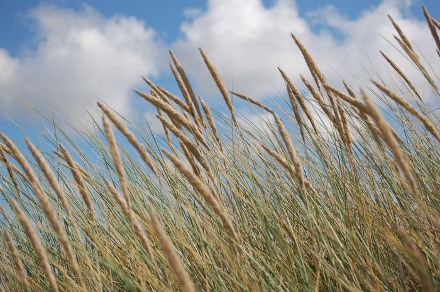 saint-jean-trolimon-8