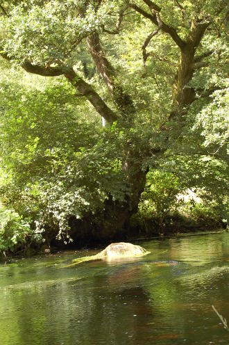 Sur les rives du Scorff, un vieil arbre.