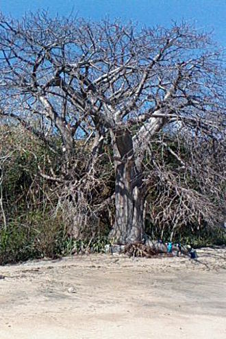 Baobab à Mayotte